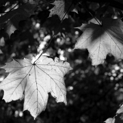 Leaves 1